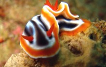 Nudibrânquios: Tudo Sobre Espécies, Moluscos do Mar, Cores e Fotos
