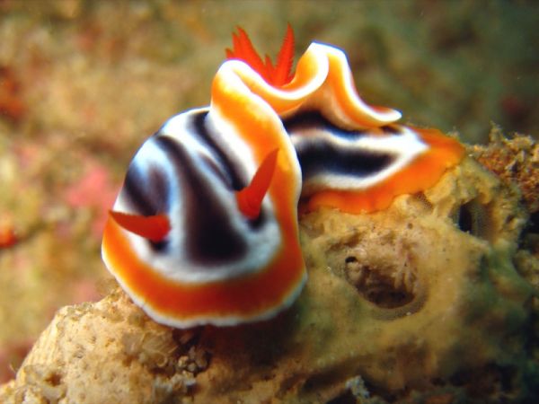 Nudibrânquios: Tudo Sobre Espécies, Moluscos do Mar, Cores e Fotos