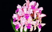 Exposição de Orquídeas da AOSP: Telefone, Site, Datas, Endereço, Fotos