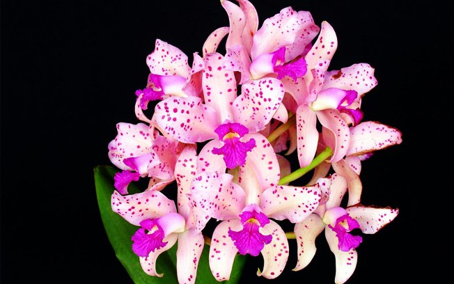 Exposição de Orquídeas da AOSP: Telefone, Site, Datas, Endereço, Fotos