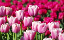 Fotos da Primavera: Imagens da Estação, Flores Coloridas e Paisagens