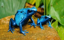 Tudo sobre o Sapo / Rã Flecha Venenosa / Envenenada: Resumo e Fotos
