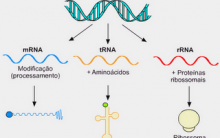 Tipos de RNA Funções Mensageiro, Ribossômico, Transportador