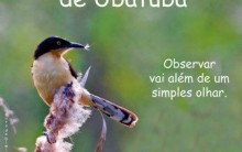 UbatubaBirds Festival 2011: Cursos Exposições de Aves, Fotos, Pássaros