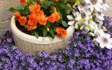 Rega, Adubação e Multiplicação de Plantas e Hortas Caseiras – Dicas