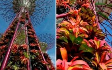Super Árvores Artificiais de Complexo Ecológico em Cingapura, Fotos