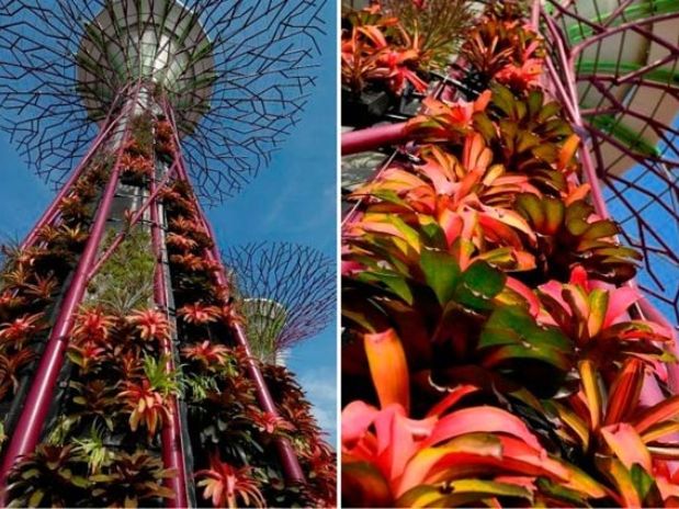 Super Árvores Artificiais de Complexo Ecológico em Cingapura, Fotos
