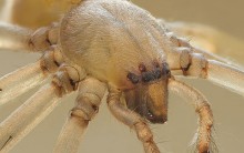 Tudo sobre a Aranha de Saco-amarelo: Habitat, Alimentação e Anatomia
