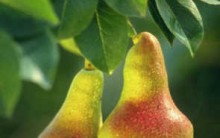 Benefícios da Pera para Saúde- Diurética, Dieta Hipertenso e Vitaminas