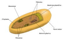 Célula Procarionte: Resumo, Esquema, Estruturas, Organelas e Funções