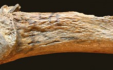 Esqueleto de mastodonte com osso fincado de 13.800 anos encontrado EUA