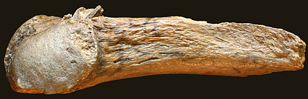 Esqueleto de mastodonte com osso fincado de 13.800 anos encontrado EUA