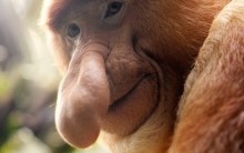 Os Animais mais Esquisitos do Mundo: Fotos dos Bichos Bizarros e Feios