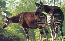 Tudo sobre o Ocapi, Mamífero da Família das Zebras com Lingua de 30 cm