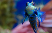 Tudo Sobre o Peixe-Mandarim: Alimentação, Habitat, Reprodução e Fotos