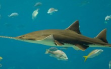 Tudo sobre Peixe-serra: Alimentação, Habitat, Reprodução, Fotos e mais
