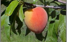 Pêssego: Benefícios Para Saúde, Diabetes, Fígado, Tosses, Hipertensão