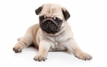 Fotos Fofas de Pugs: Cães e Filhotes Lindinhos, Melhores Imagens aqui