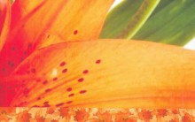 Livro “Persuasão” Jane Austen: Resenha, Personagens, História e Fotos