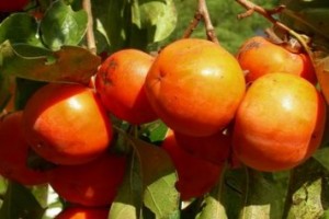 significado-das-frutas-caqui-