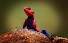 Lagarto Agama Mwanzae: Tudo sobre, Habitat, Alimentação, Cores e Fotos