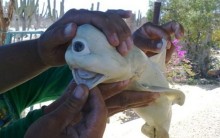 Tubarão Ciclope Assusta os Mexicanos: Animal tem um Olho Só, Fotos