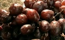 Receita de Smoothie de Uva Passo a Passo – Jornal Hoje – 25/10/2011