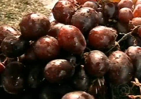 Receita de Smoothie de Uva Passo a Passo – Jornal Hoje – 25/10/2011