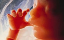 Anexos Embrionários: Saco Vitelino, Âmnio, Alantoide e Placenta Funções
