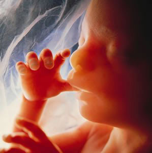 Anexos Embrionários: Saco Vitelino, Âmnio, Alantoide e Placenta Funções