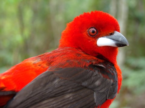 aves-da-mata-atlântica-