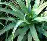 Benefícios da Babosa Aloe Vera Bom para Emagrecer Ganho Massa Muscular