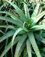 Benefícios da Babosa Aloe Vera Bom para Emagrecer Ganho Massa Muscular