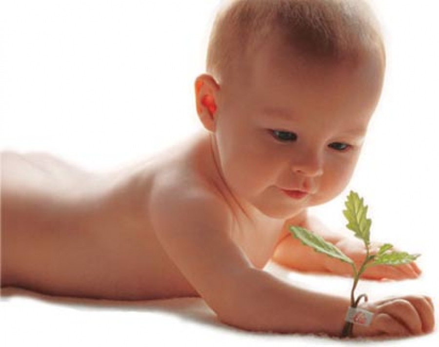 Definição de Vida: Seres Vivos, Características, Conceitos da Biologia