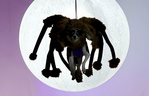 cachorro-vestido-de-aranha-do-youtube-
