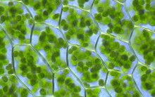 Osmose em Células Vegetais Túrgidas Flácidas Plasmólise e Deplasmólise