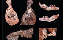 Crânio de Mamífero Mais Antigo do Mundo EncontradoCronopio Dentiacutus