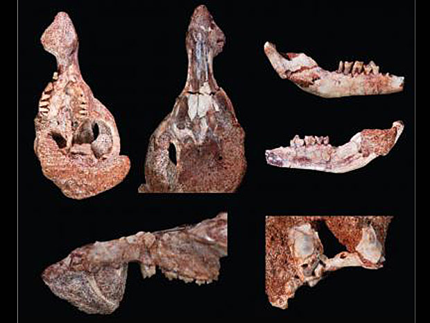 Crânio de Mamífero Mais Antigo do Mundo EncontradoCronopio Dentiacutus