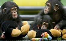 Chimpanzés como Cobaias: Crueldade ou Necessidade? Veja os Argumentos