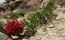 Deserto do Atacama fica Florido: Flores no Deserto mais Seco do Mundo