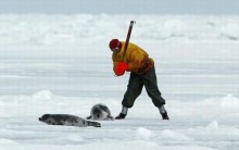 Caça às Focas: Crueldade Cometida no Canadá, Protestos, Mortes e Fotos
