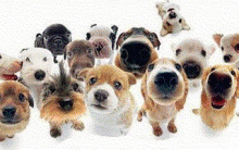 Melhores Gifs Animados de Cachorros: Imagens para Enviar por E-mail