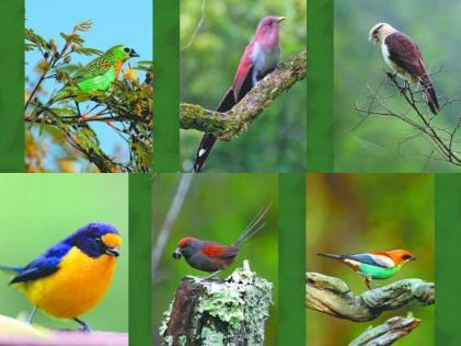 fotos-de-aves-da-mata-atlântica