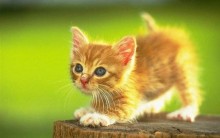 Lindos Gifs Animados de Gatinhos Fofos: Imagens Divertidas, Engraçadas