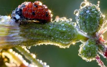 Foto Maravilha da Natureza – Joaninha Doce com Orvalhos na Alemanha