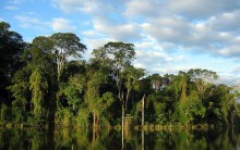 Mata Atlântica Brasileira: Preservação, Animais, Biodiversidade, Fotos