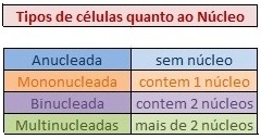 nucleos-das-células-