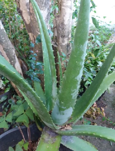 nutrientes-e-benefícios-da-babosa-aloe-vera aloe-vera-babosa-ajuda-emagrecer
