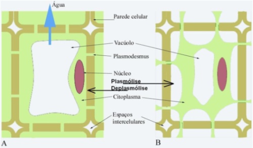 osmose plantas Osmose em Células Vegetais Túrgidas Flácidas Plasmólise e Deplasmólise