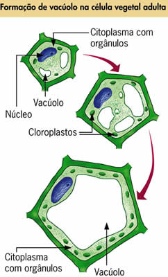vacuolo suco celular Osmose em Células Vegetais Túrgidas Flácidas Plasmólise e Deplasmólise